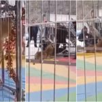 Löwin rebelliert gegen Trainer: Panik im Zirkus, Video veröffentlicht