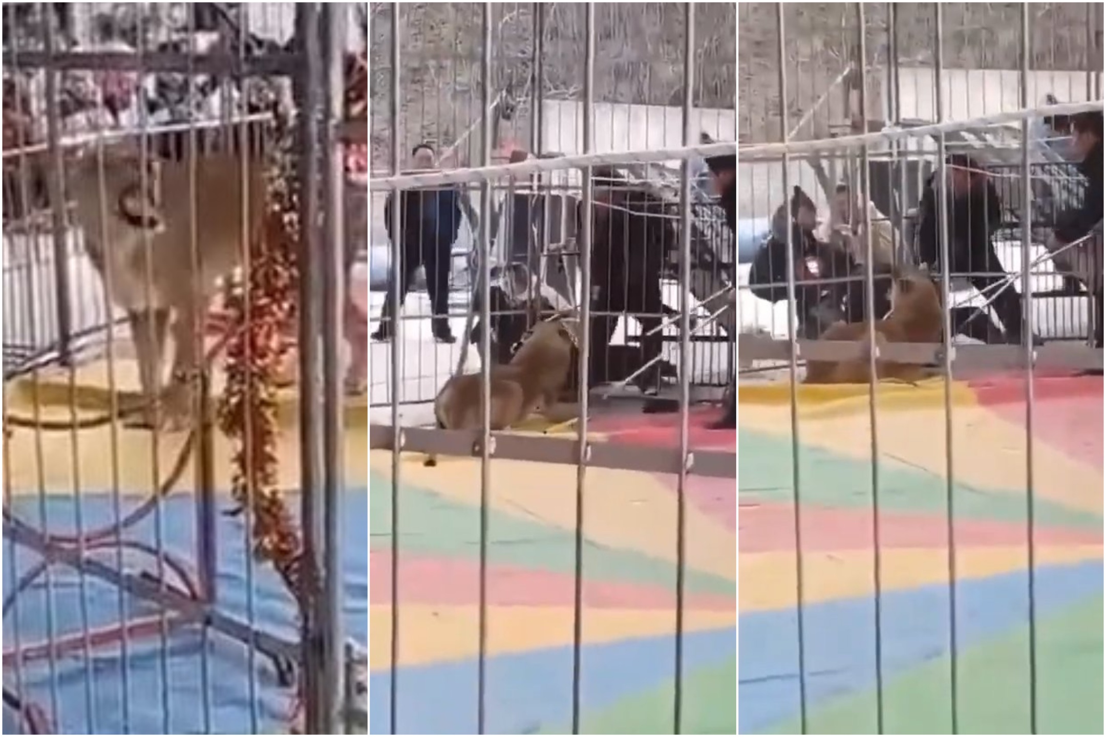 Leona se rebela contra su entrenador: pánico en el circo, video fuera de circulación