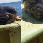 Außerirdisches Seeungeheuer in Horroraufnahmen aus der Tiefsee gefangen