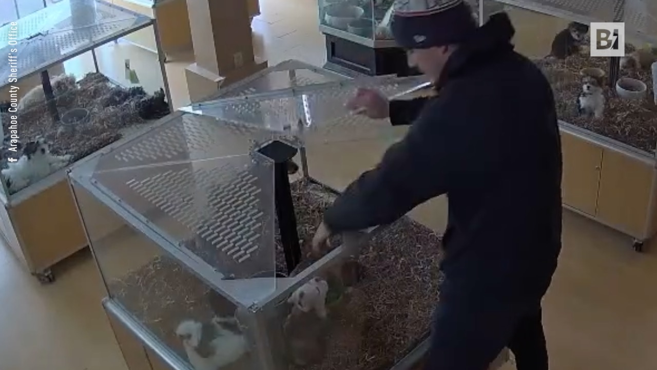 Dos bulldogs ingleses robados de una tienda de mascotas:…