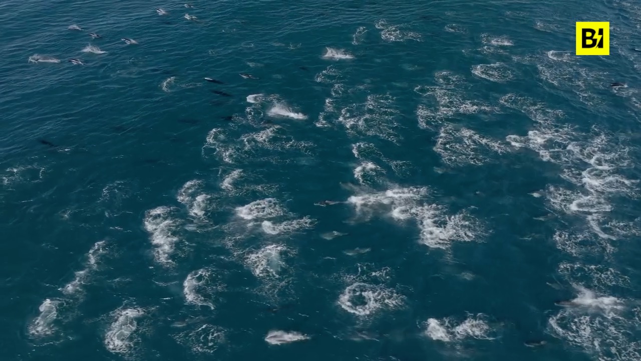 En California, más de 2.000 delfines nadan cerca de…