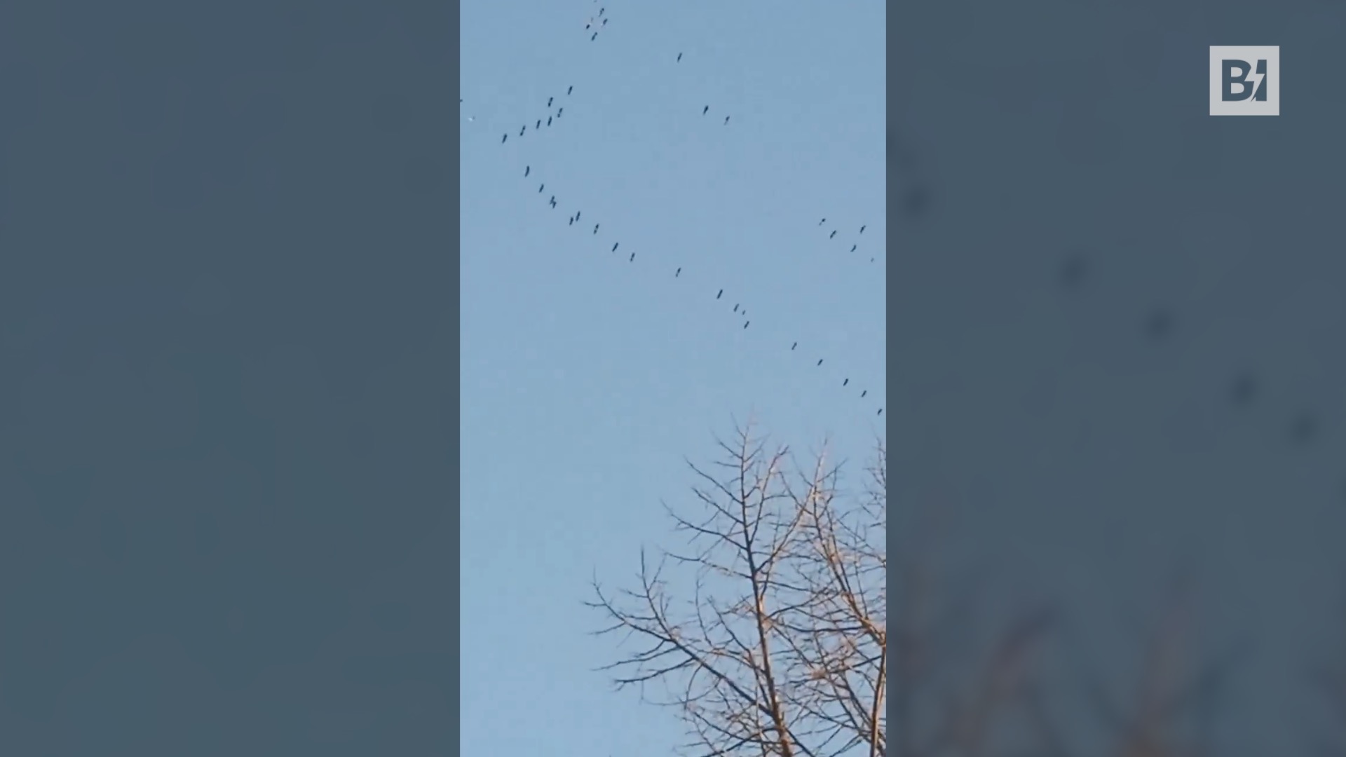 Migración de grullas: El espectáculo en los cielos…