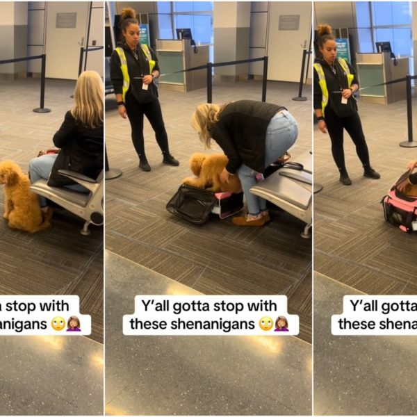 Mujer intenta llevar perro en avión…