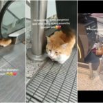 Un chat abandonné à l'aéroport par des propriétaires cruels risque l'euthanasie, mais la fin est heureuse