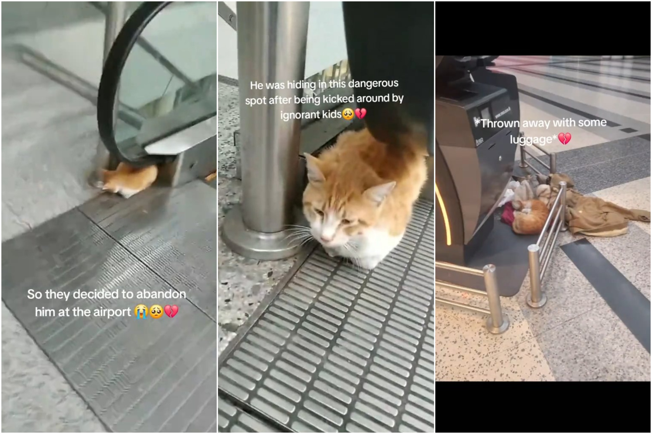 Von grausamen Besitzern am Flughafen ausgesetzte Katze riskiert Euthanasie, aber es gibt ein Happy End