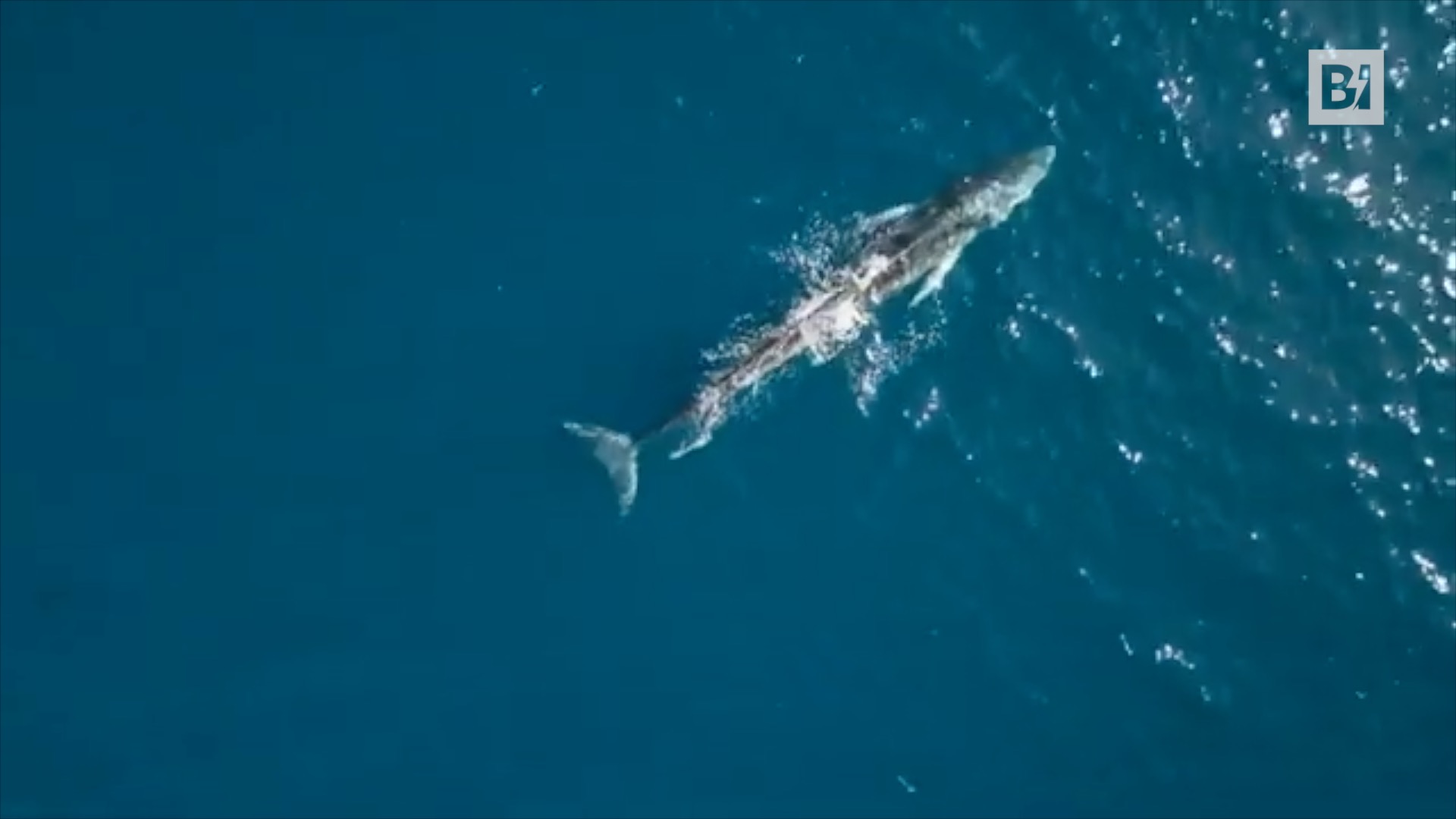 Espectáculo en el Golfo de Tarento, después de 16 años…