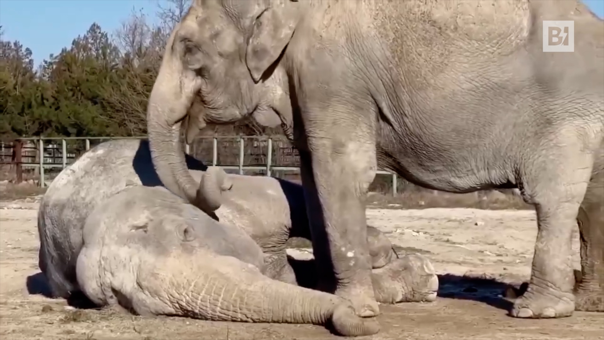 Crimea, un elefante desconsolado por la muerte de su compañero…