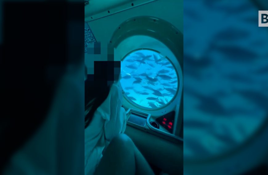 Peces, buceadores y un mar fabuloso: aquí está la experiencia…