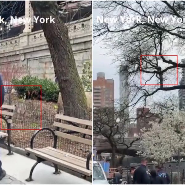 Un pavo salvaje ha causado estragos en…