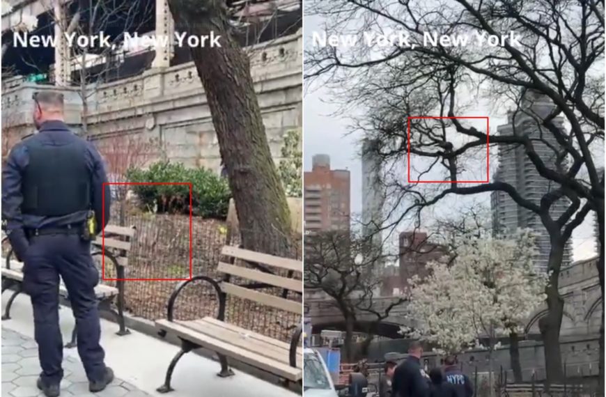 Ein wilder Truthahn hat im Herzen von New York Chaos verursacht: Von der Polizei verfolgt