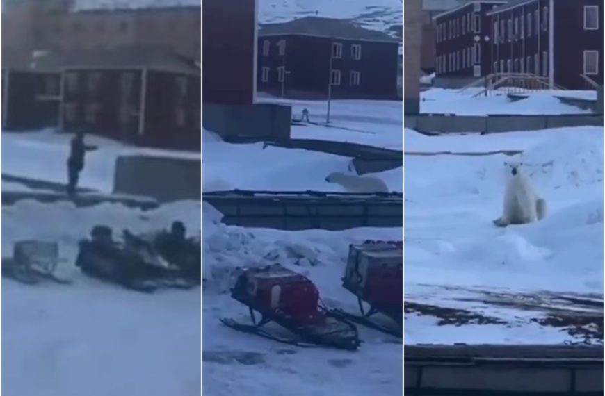 Er schießt auf Eisbären, verfehlt ihn, das Tier verfolgt ihn, Video wird viral