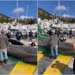 Orrore in Spagna, pescatore trascina a riva uno squalo gigante: “Mai visto niente del genere”
