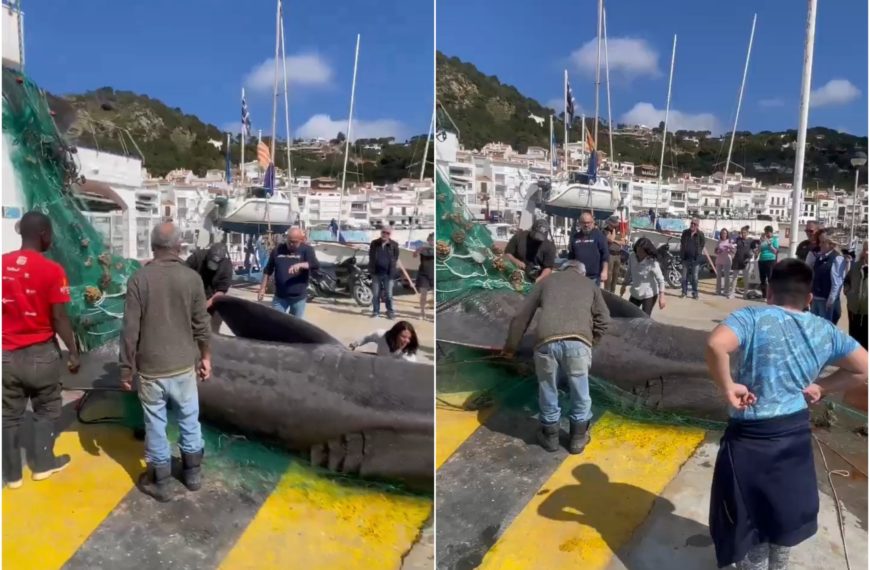 Horror in Spanien: Fischer zieht riesigen Hai ans Ufer: „So etwas habe ich noch nie gesehen“