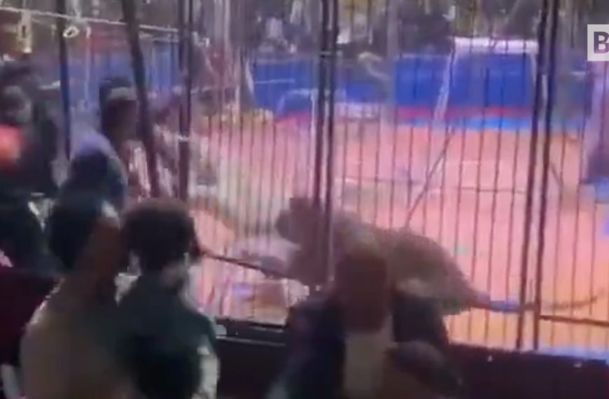 Terror en un circo en Egipto: un tigre ataca a un artista…