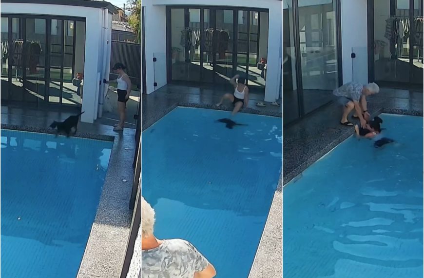 Un chien ne sait pas nager et finit dans la piscine : le sauvetage de son propriétaire est effrayant