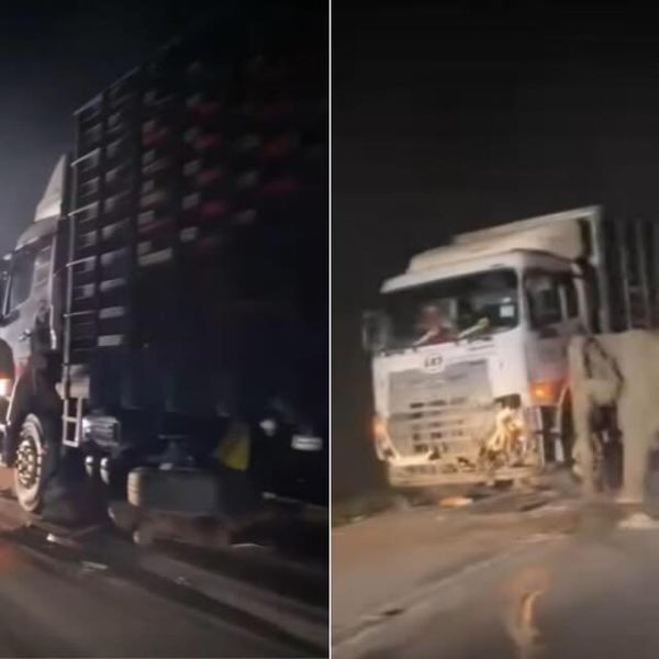 Cucciolo investito da un camion: il gesto straziante…