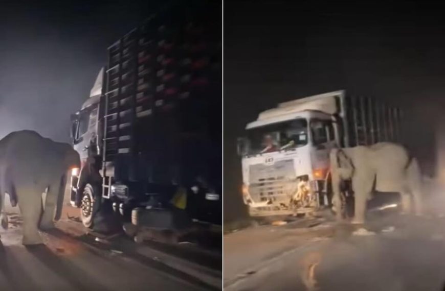 Un bébé heurté par un camion : le geste déchirant d'une mère éléphant émeut la toile