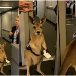 Un canguro en el aeropuerto conquista las redes sociales, pero nadie repara en el inquietante detalle