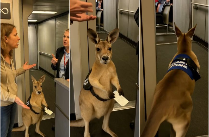 Un canguro en el aeropuerto conquista las redes sociales, pero nadie repara en el inquietante detalle
