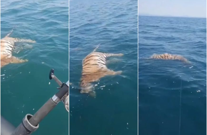 Un tigre retrouvé mort dans les vagues : choc en Indonésie, enquête sur un trafic illégal