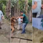 Turista es atacado por un tigre mientras intentaba tomarse una selfie: el video se vuelve viral