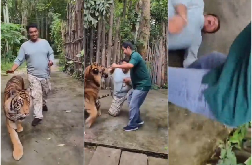 Turista es atacado por un tigre mientras intentaba tomarse una selfie: el video se vuelve viral