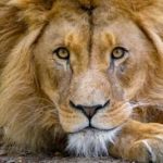 Un hombre adopta un león como mascota y es devorado en su propio patio trasero.