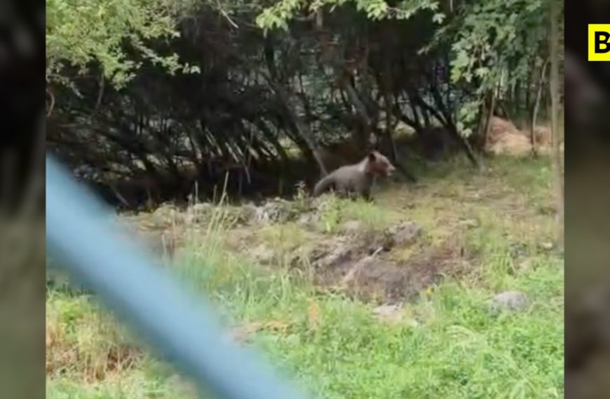 Parque Nacional de los Abruzos, la osita Nina ha sido trasladada