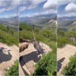 Un burro arrojado al vacío como atracción de feria provoca indignación en Rusia.