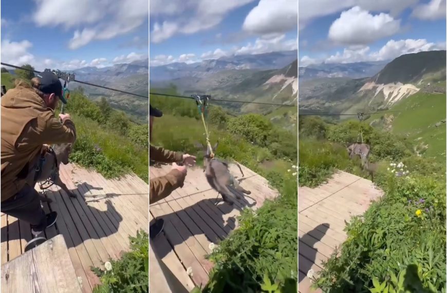 Un burro arrojado al vacío como atracción de feria provoca indignación en Rusia.