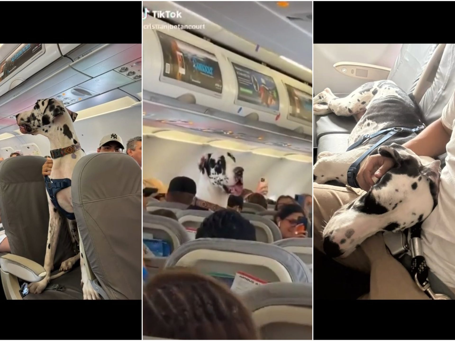 Volando con un gran danés a su lado: el vídeo del pasajero está circulando en internet.
