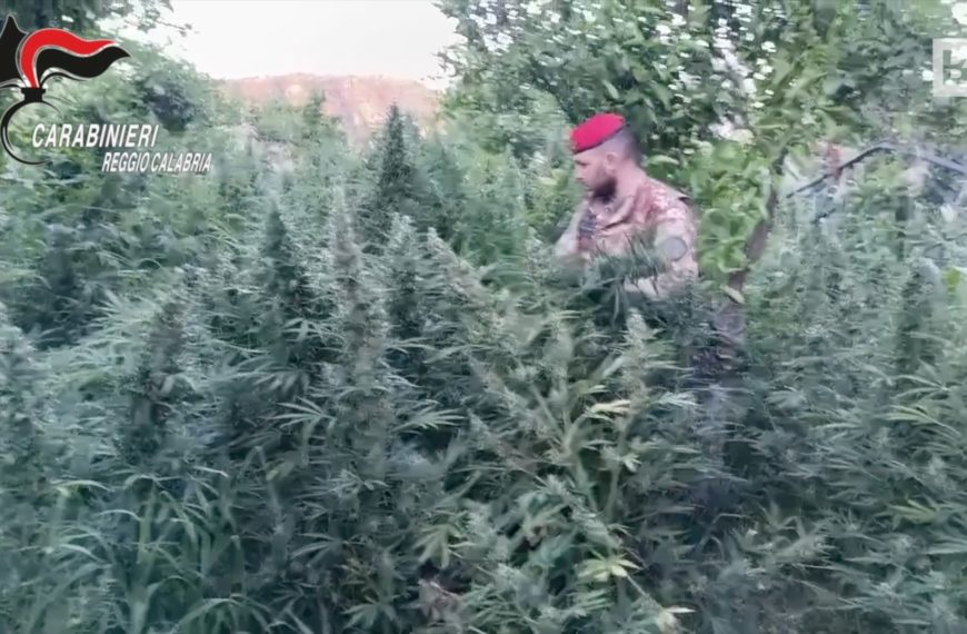 Reggio de Calabre : une « jungle » de marijuana découverte...