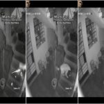 Periodista bombardeado: mordeduras de perro se fusionan y salvan a la familia