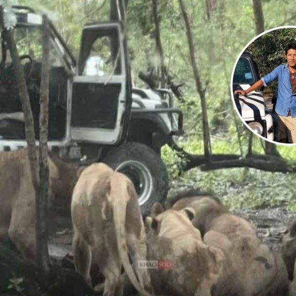 Thailand: Löwen greifen einen Wildhüter an und töten ihn