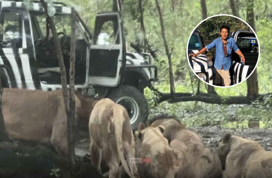 Tailandia: Leones atacan y matan a un cuidador de Safari World, provocando pánico entre los visitantes.