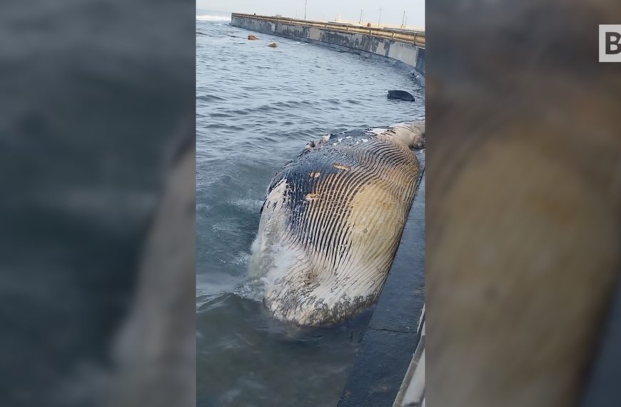 Livourne : La carcasse d'un rorqual commun échoué a été retrouvée.