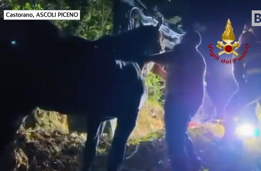 Ascoli Piceno, les chevaux tombent dans un ravin : intervention...