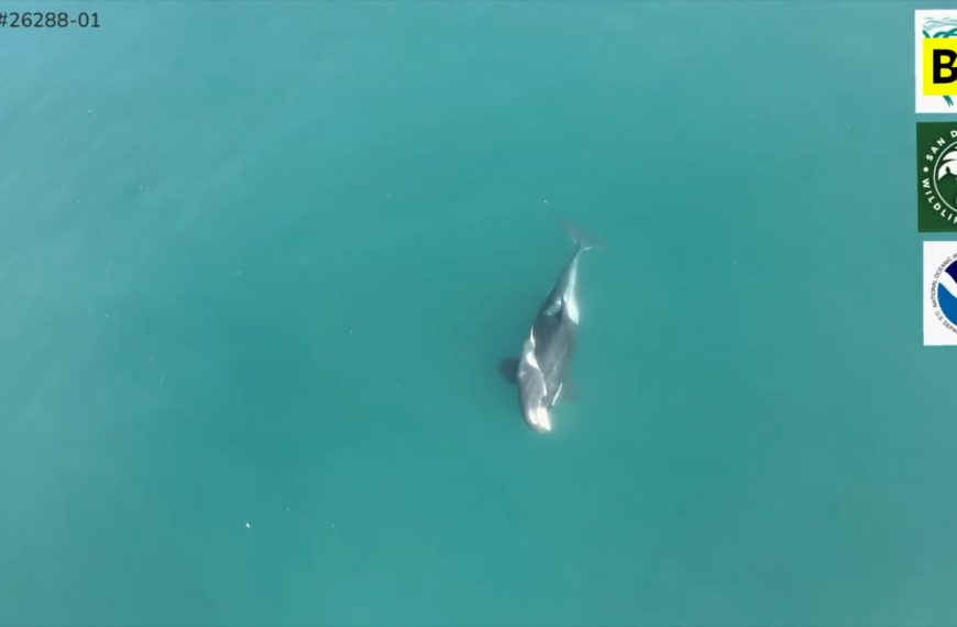 Die „Trauer“ um die Orca-Mutter