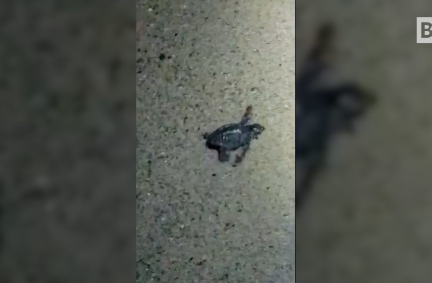 Der Sturm hält die Reise der Schildkröten nicht auf …