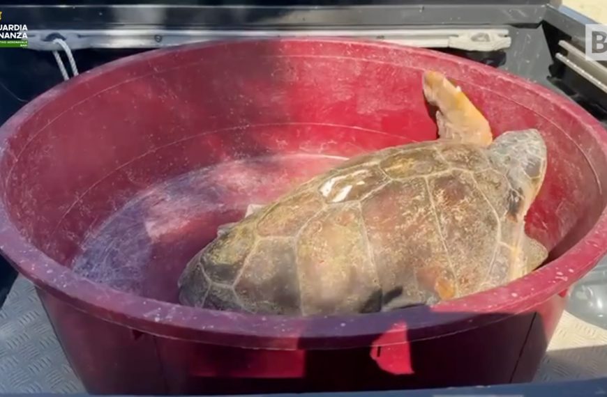 Gallipoli, due tartarughe marine salvate e rimesse in…