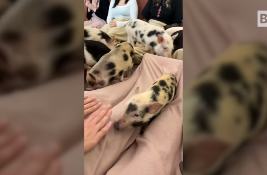 Terapia con mascotas que no te esperarías: una…