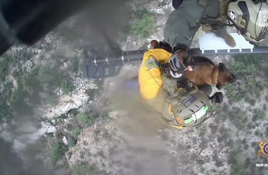 Perro de Arizona se lastima mientras camina con…