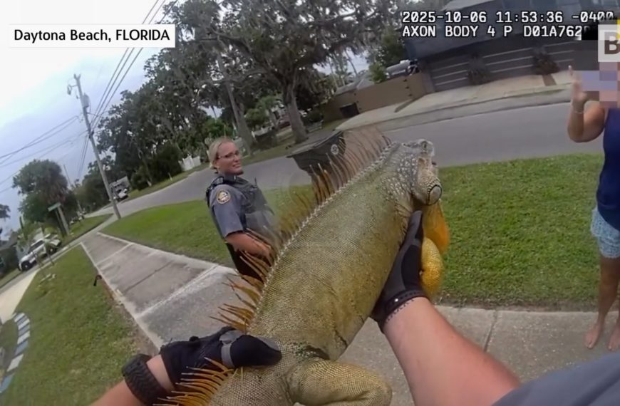 Florida, intenta escapar pero es capturado por…