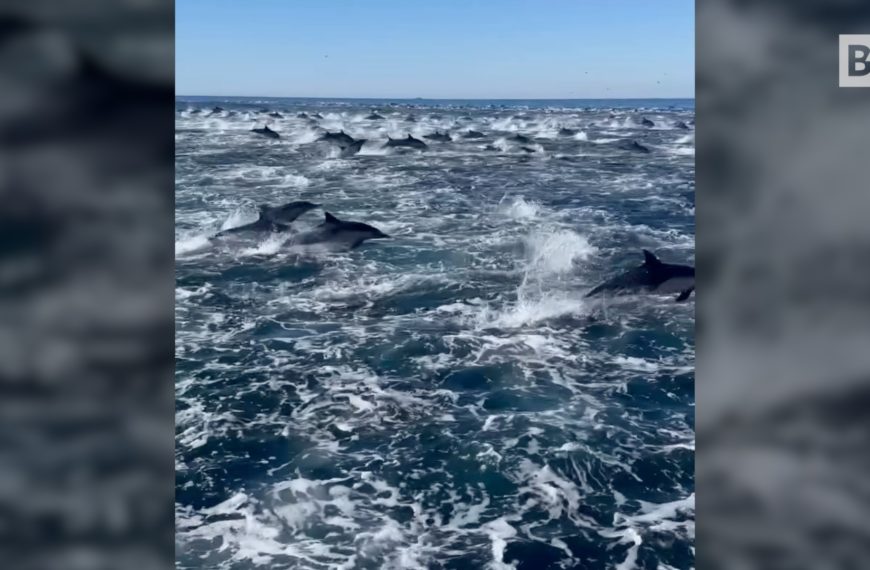 La espectacular "carrera de delfines" en la costa de…