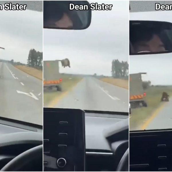 Léo s'échappe d'un camion en mouvement et…