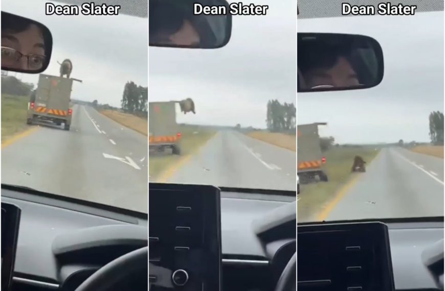 Leone fugge da un camion in corsa e semina il panico: il video è da brividi