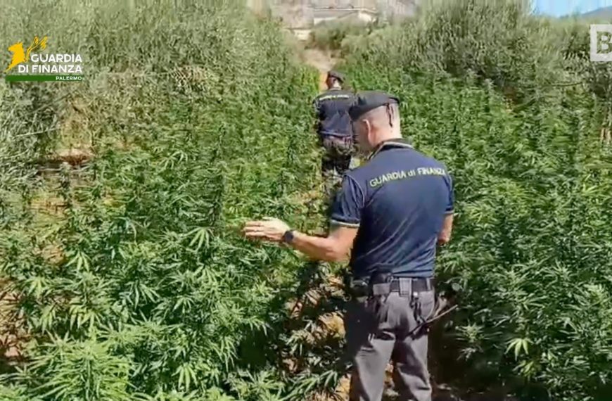 Palermo, en Partinico fue incautada una enorme plantación de marihuana...