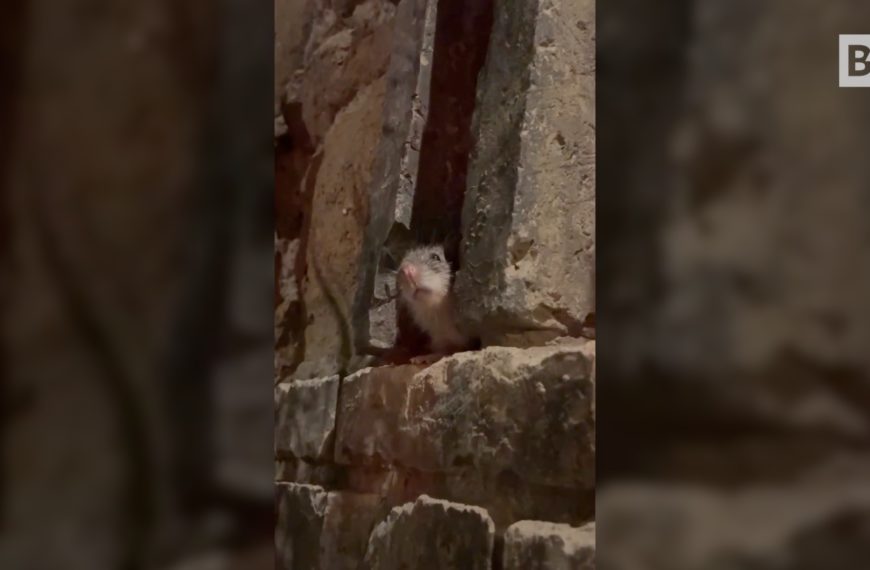 Roma, un ratón aparece desde la pared durante la cena...