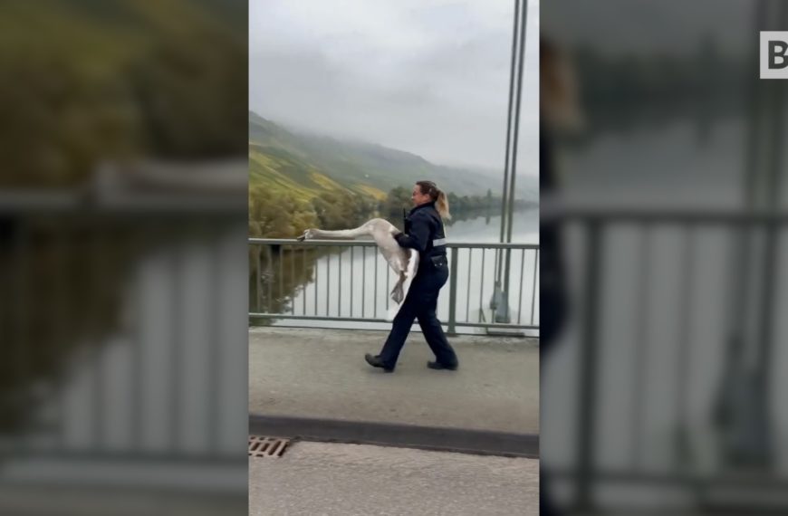 Germania, il gesto virale della poliziotta che salva…