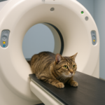 CT-Scan der Katze im Krankenhaus